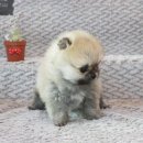 울산 제이앤독 애견샵 이미지