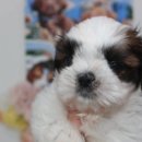 버디독 강아지분양 안심분양센터 김포점 이미지