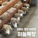 송천목장 | 강원도 평창 대관령 하늘 목장 입장료 및 방문 후기