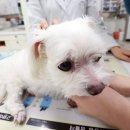 연합동물병원 이미지