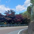 밤머리재홍단풍거리 이미지