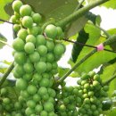 도순농장 이미지