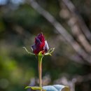 금곡영화마을 이미지