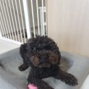 견생일기 이미지