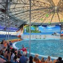 (주)돌핀수영 | 푸켓 돌핀쇼 Dolphins Bay Phuket 후기 - 공연시간·위치·입장권 총정리