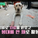 강아지나라 네이버블로그