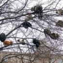 나무 밑 고양이 이미지