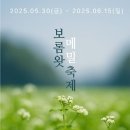 보롬왓 메밀축제: 제주 초여름을 하얗게 물들이는 환상의 메밀밭!