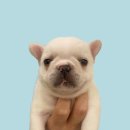 장군켄넬 이미지