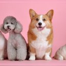 재진축산 이미지