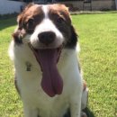 동백 숲속애견랜드 이미지