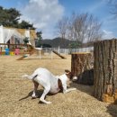 지리산하늘과바람과별과개 이미지