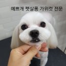 예쁘개펫살롱 이미지