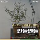 충주식물가게 썬들썬들에서 집들이화분 구입 및 관리방법