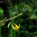 노랑고개 이미지