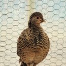 금계 Daum카페