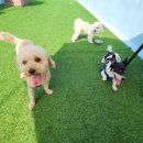 댕댕이 운동장 이미지