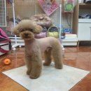 아지양이 펫샵 이미지