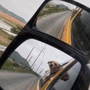 오룡 동물병원 이미지