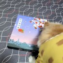 경주 체리 | 나의 경주체리빵 후기