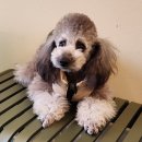 금쪽같은내강아지수제간식 이미지