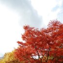 리스캐빈 이미지