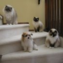 허갈닭강정 이미지