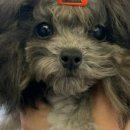 진보동물병원 이미지