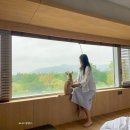 펫미인 | 경주 반려견동반호텔 키녹 kinock 펫파크 디럭스B룸 숙박후기