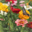 꽃과 나비 이미지