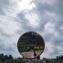 서홍동-3 | 서홍동 웃물교 제주 벚꽃 명소