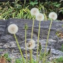 세림약국 | 스테로이드와 일상 사이, 천식 환자의 솔직한 하루