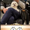 무지개다리 이미지