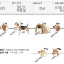 우리 강아지가 말을 해요 이미지