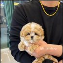 이정훈 강아지 이미지