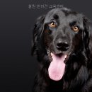 울림 반려견 교육센터 네이버블로그