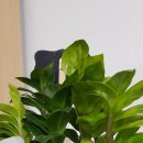 화비꽃방 이미지