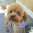 아토 강아지 미용실 이미지