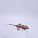 플랜티샵