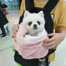 엘르독 강아지쿠션 겸 강아지담요 쿠담이 활용도 채고! 한달사용후기