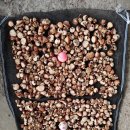 소나무 한입버섯(건재) 이미지
