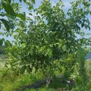 덕곡농장 이미지