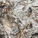 느티나무(주) 이미지