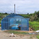 효심 농장 이미지