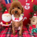 동동 애견 미용 이미지