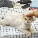 즐겨찾냥 이미지