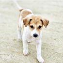 에이원약국 | 퓨리나 HA 처방 사료, 견주들이 2번 이상 재구매하는 이유