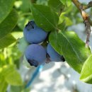 현주농장 이미지