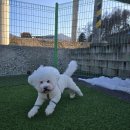 힐링독아카데미 이미지