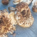 송이농장(2) 이미지